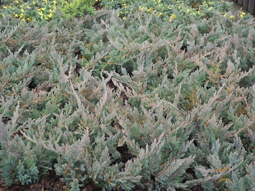Juniperus horizontalis 'Blue Moon'